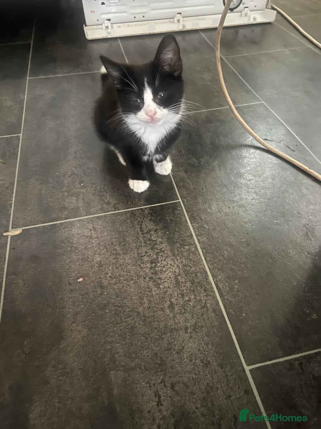 Mixed Breed cats for sale: 3cats for sale - Image 1