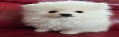 Pomeranian 2