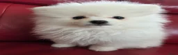 Pomeranian dogs for sale: Pedigree Ice White Pomeranian puppies - Advert 2