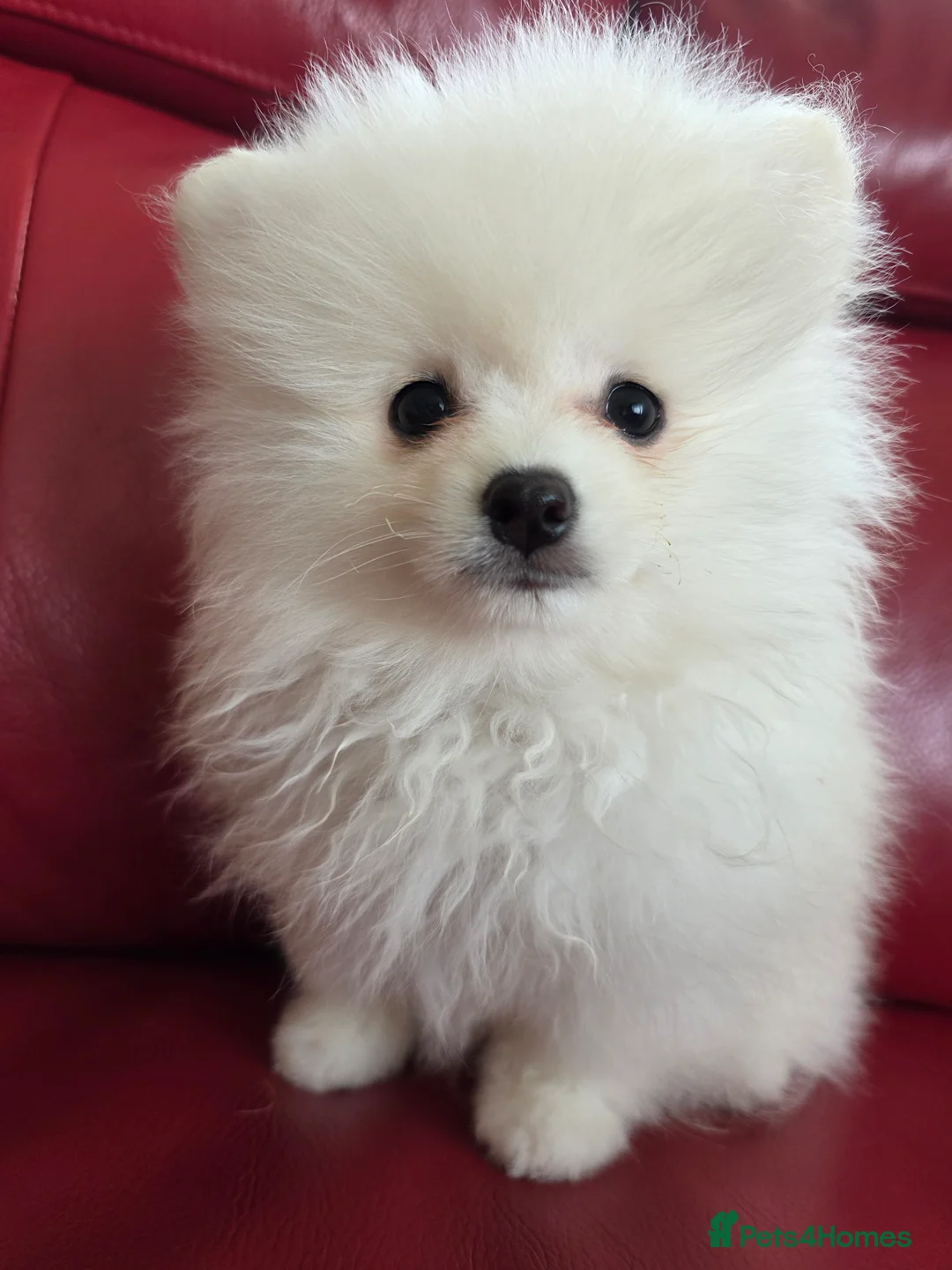 Pomeranian dogs for sale: Pedigree Ice White Pomeranian puppies - Advert 2