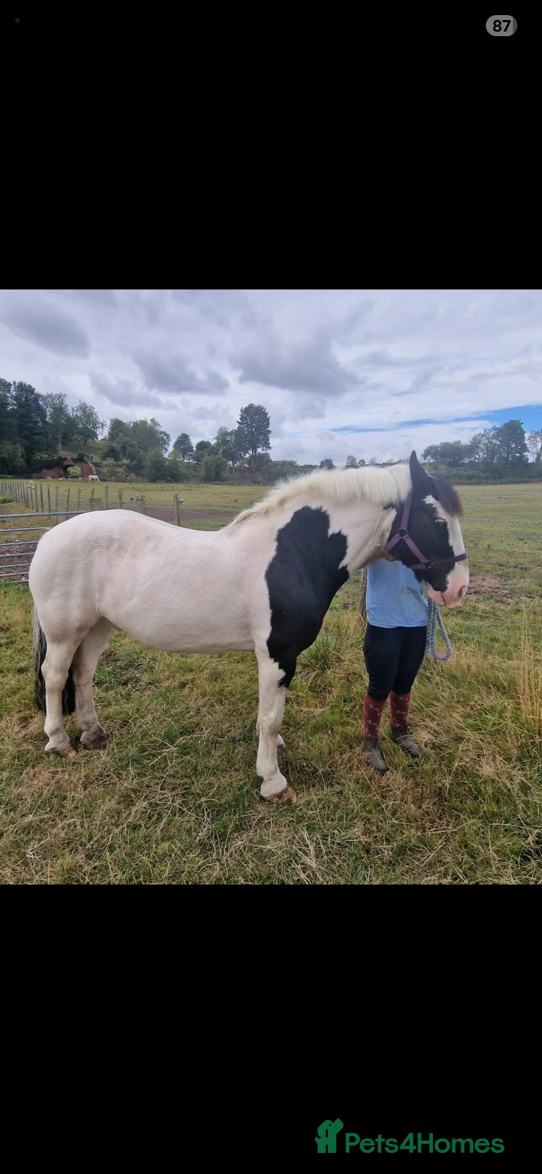 Irish Cob horses for sale: Seb the super cob!  - Advert 2