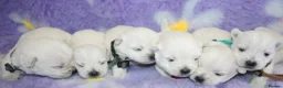 West Highland Terrier dogs for sale: Beautiful west highland terrier puppies for sale - Advert 2