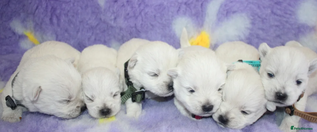 West Highland Terrier dogs for sale: Beautiful west highland terrier puppies for sale - Advert 2