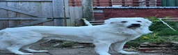 Pyrenean Mountain Dog dogs for stud: Come and have a look at this beast with high IQ in Southampton - Advert 3