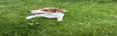 Jack Russell 2