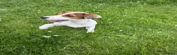 Jack Russell dogs for sale: 2 stunning girls needing new homes  - Advert 7