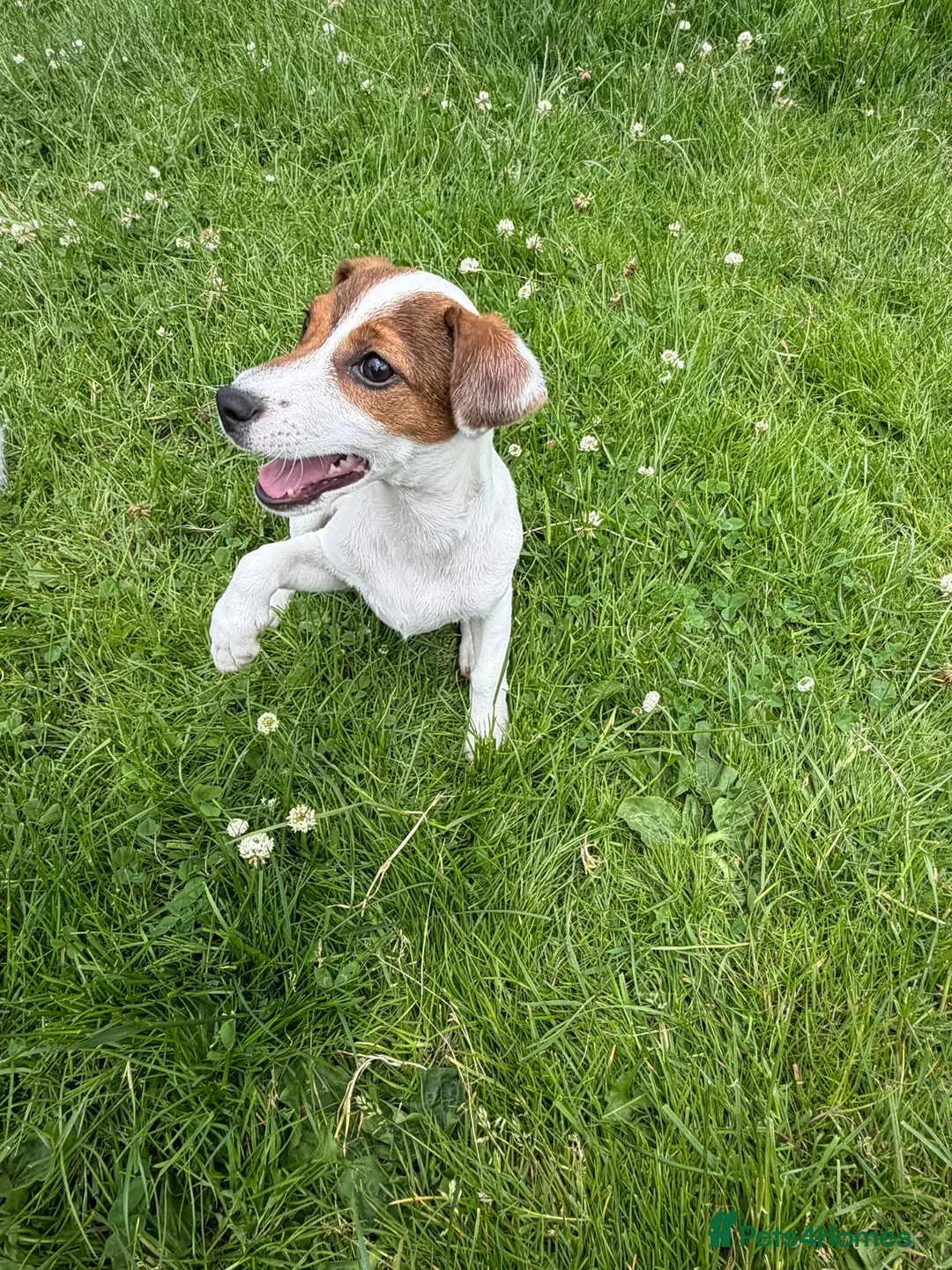 Jack Russell dogs for sale: 2 stunning girls needing new homes  - Advert 7