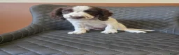 Sprocker dogs for sale: Beautiful Sprocker pups ready now. - Advert 11