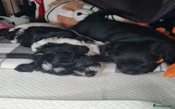 Jackapoo dogs for sale: Beautiful jackapoo pups ready for new homes - Advert 2