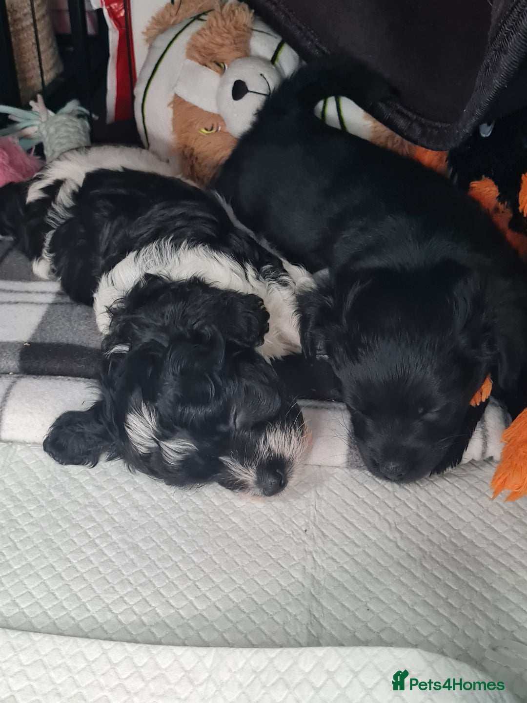 Jackapoo dogs for sale: Beautiful jackapoo pups ready for new homes - Advert 2