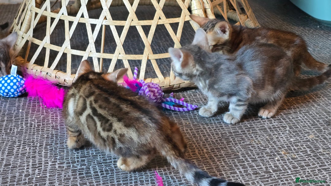 Bengal cats for sale: Registered Pure Bengal Babies Browns and Blues  - Image 9