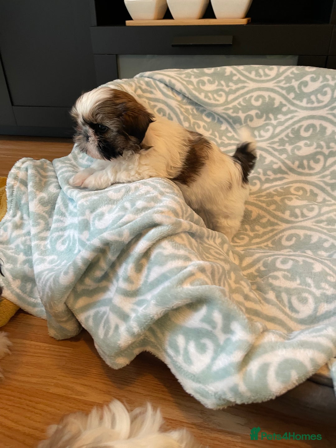 Shih Tzu dogs for sale: Shihtzu  puppies for sale  - Image 2