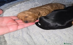 Cockapoo dogs for sale: ✨️  F1B Cockapoo Puppies 1 reserved ✨️ - Image 4