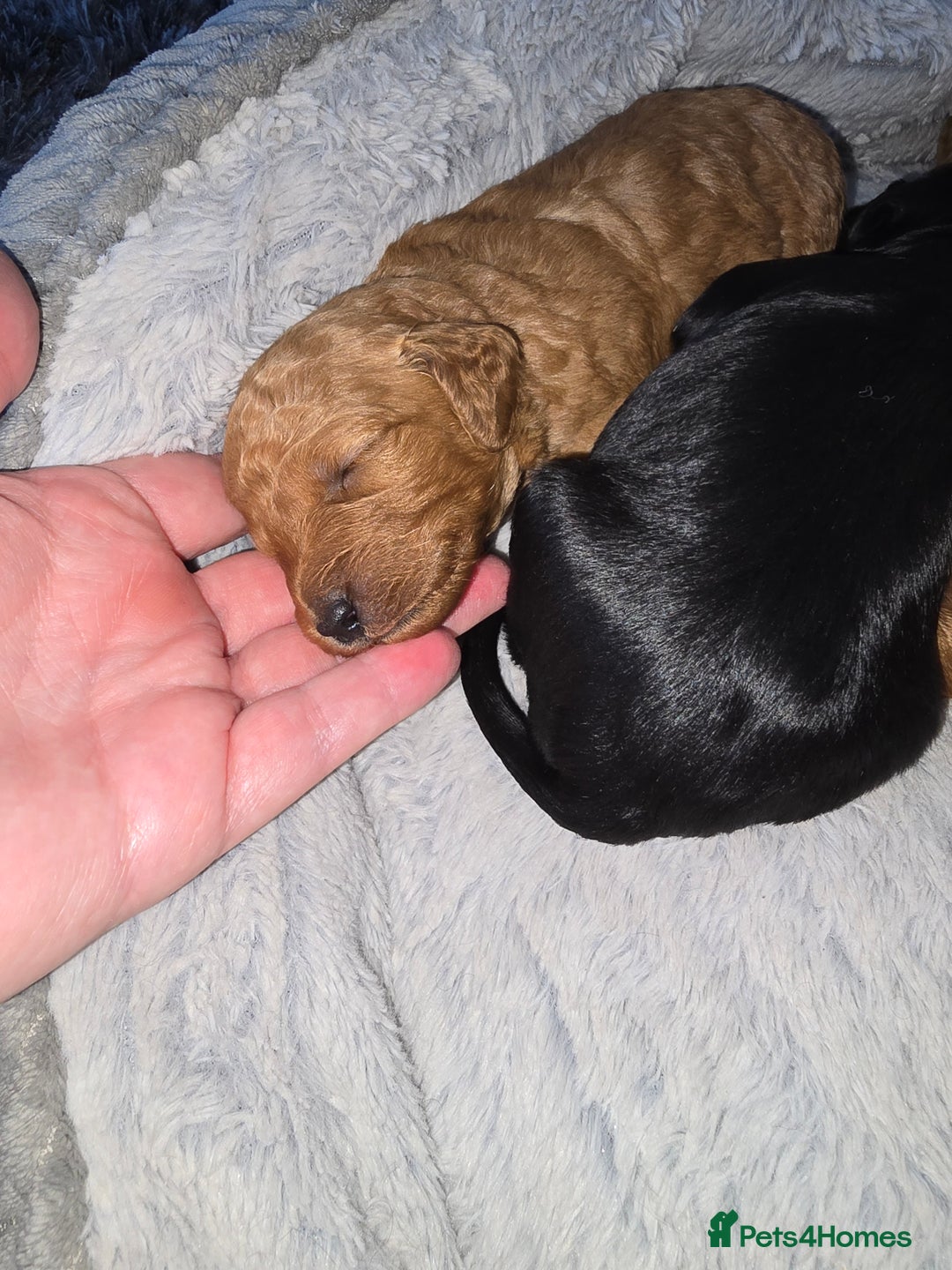 Cockapoo dogs for sale: ✨️  F1B Cockapoo Puppies 1 reserved ✨️ - Image 4