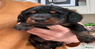 Miniature Dachshund dogs - Advert 9