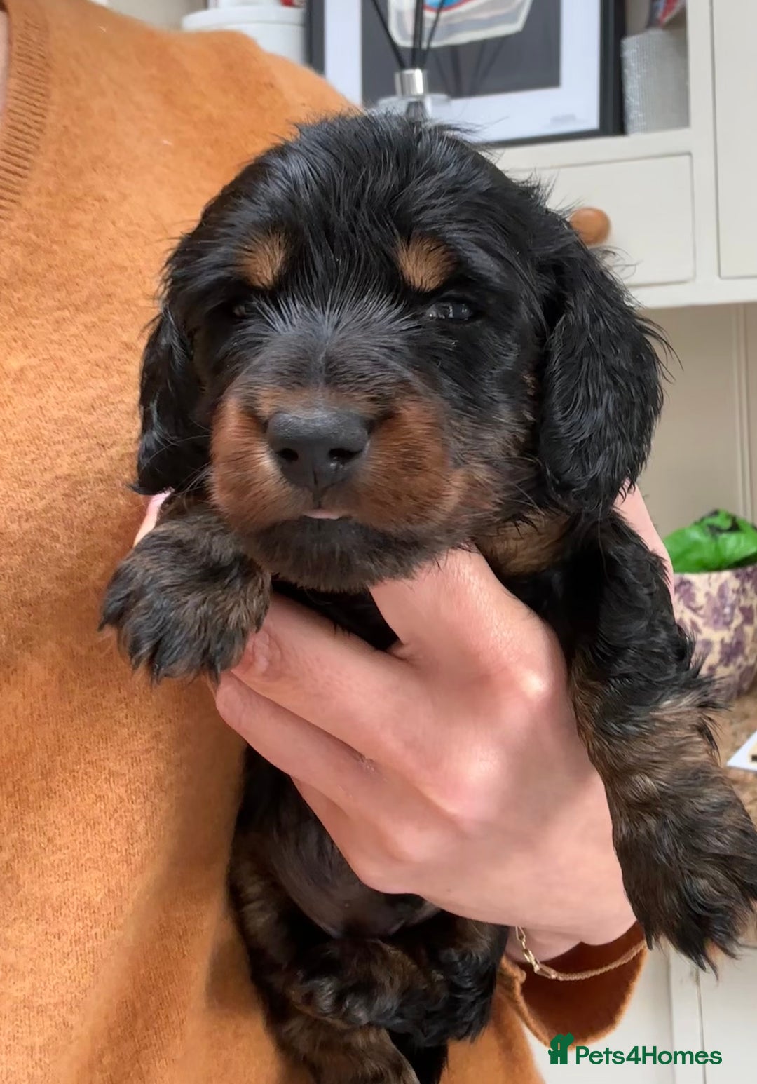 Miniature Dachshund dogs for sale: Beautiful litter of long haired mini dachshunds  - Image 25