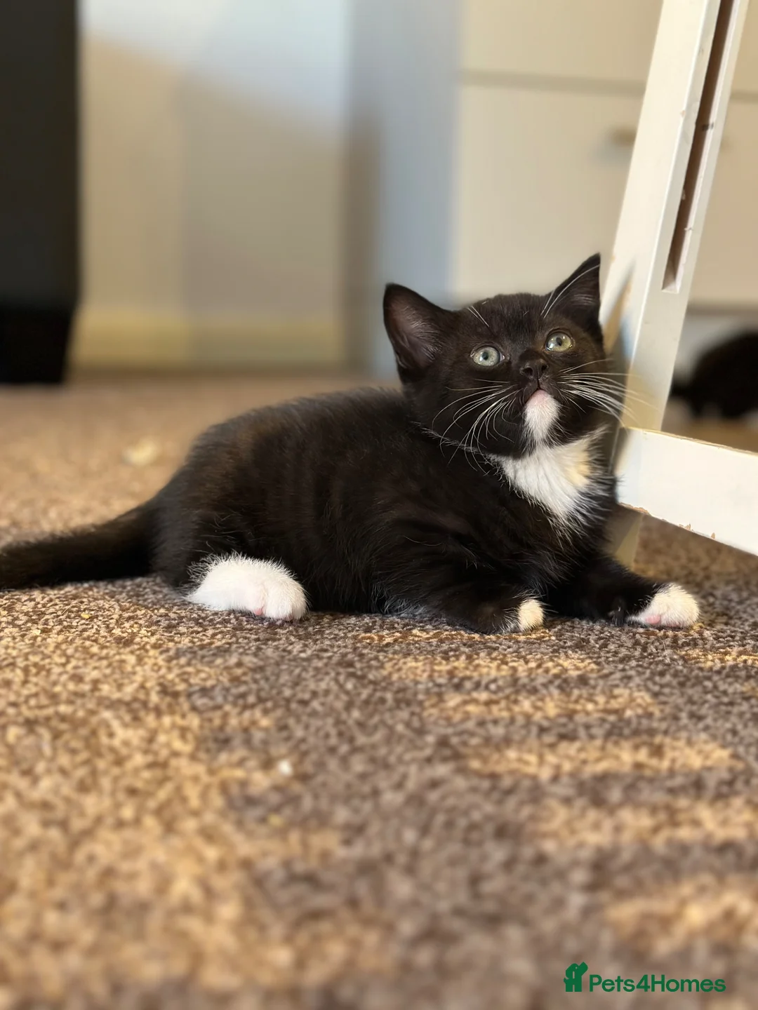 British Longhair cats for sale: We’re looking for new home in Liverpool - Advert 6