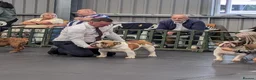 English Bulldog dogs for stud: Champion health tested show dog - Advert 5