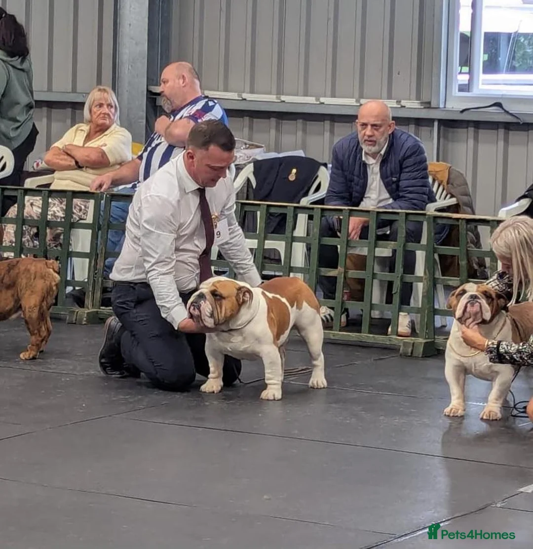 English Bulldog dogs for stud: Champion health tested show dog - Advert 5
