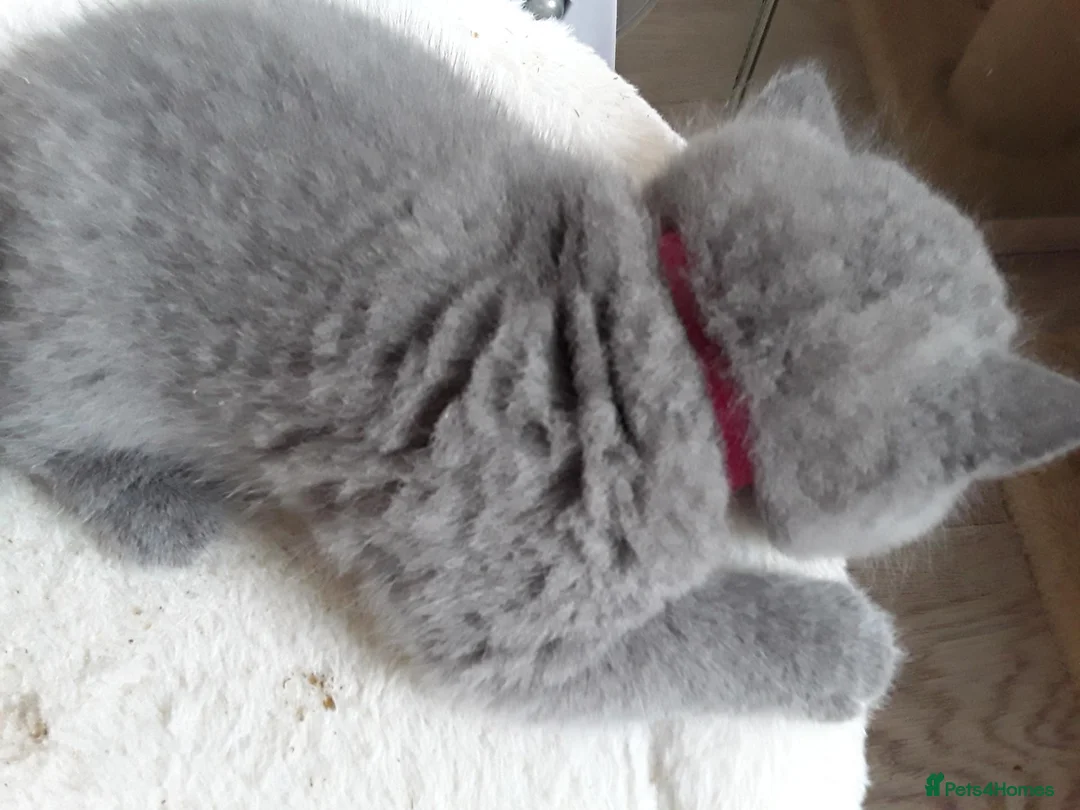 British Shorthair cats for sale: Chunky pedigree Bsh girl  - Advert 4
