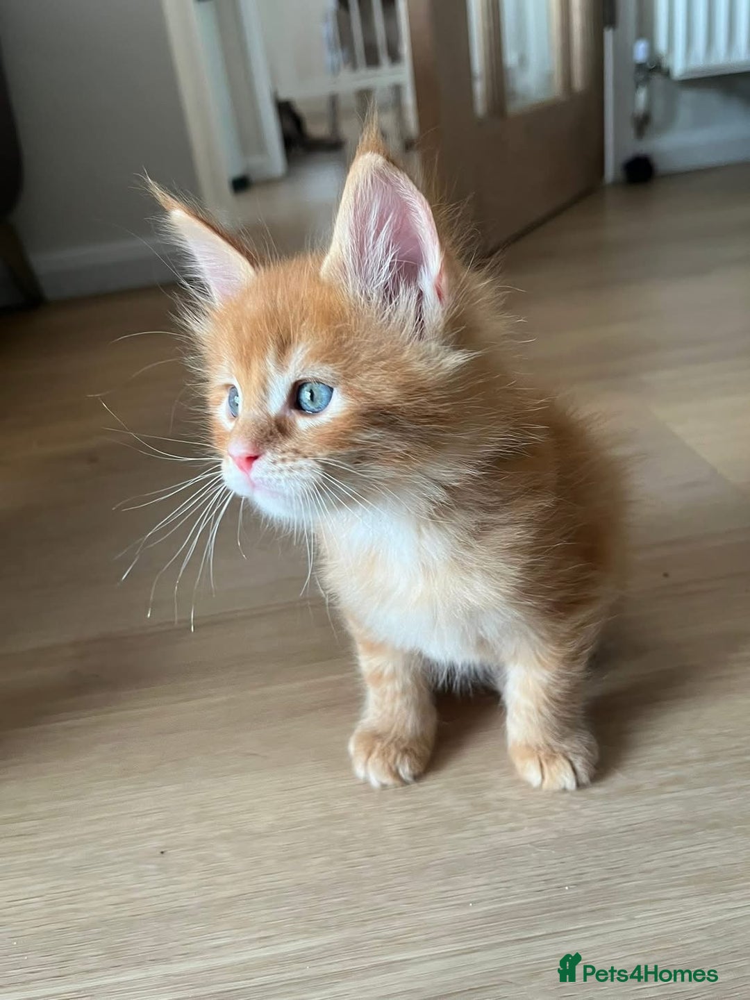 Maine Coon cats for sale: GCCF Registered Maine Coons Ready 16th August  in Banbury - Image 28