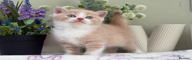 British Shorthair 7