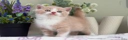 British Shorthair cats for sale: Gorgeous British Kittens - Advert 19
