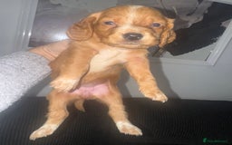 Cocker Spaniel dogs for sale: Cocker spaniels  - Image 32