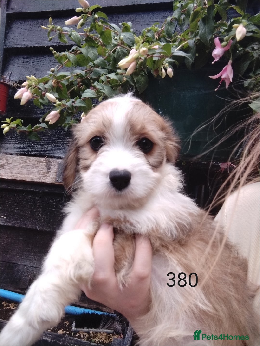 Cavachon dogs for sale: Beautiful F1 cavachons  - Image 10