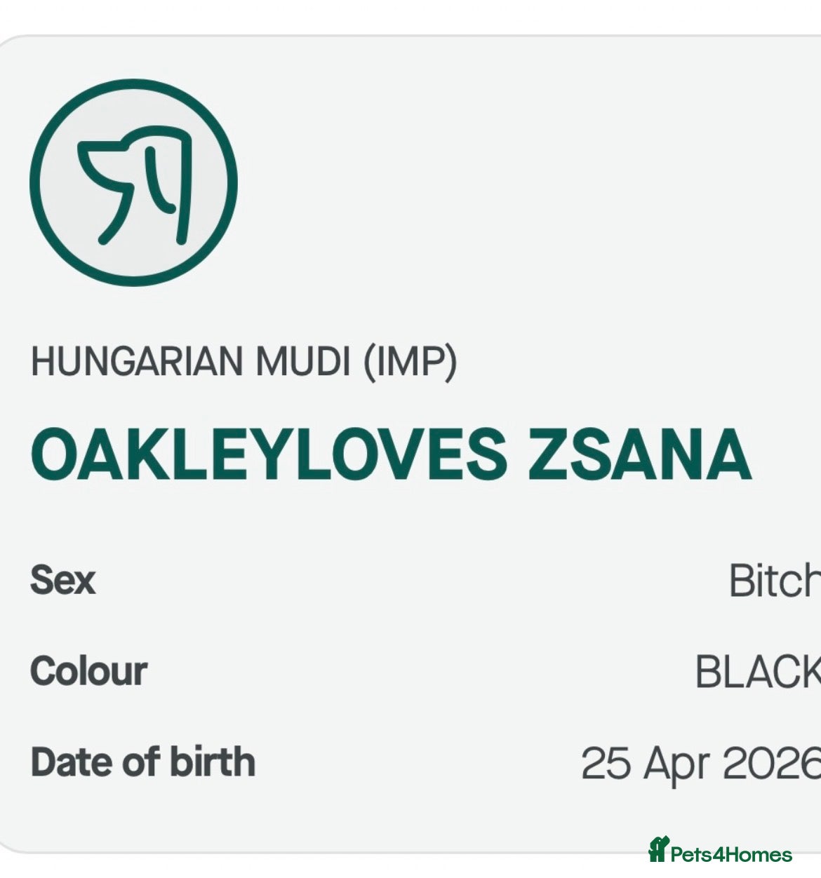 Mixed Breed dogs KC registered Hungarian Mudi puppies  - Advert 2
