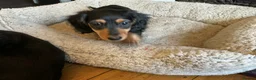 Miniature Dachshund dogs for sale: KC reg mini longhaired dachshund pups 1 girl2xboys - Advert 12