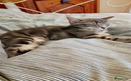 Mixed Breed cats for sale: Norwegian forest/black Bengal  - Image 4