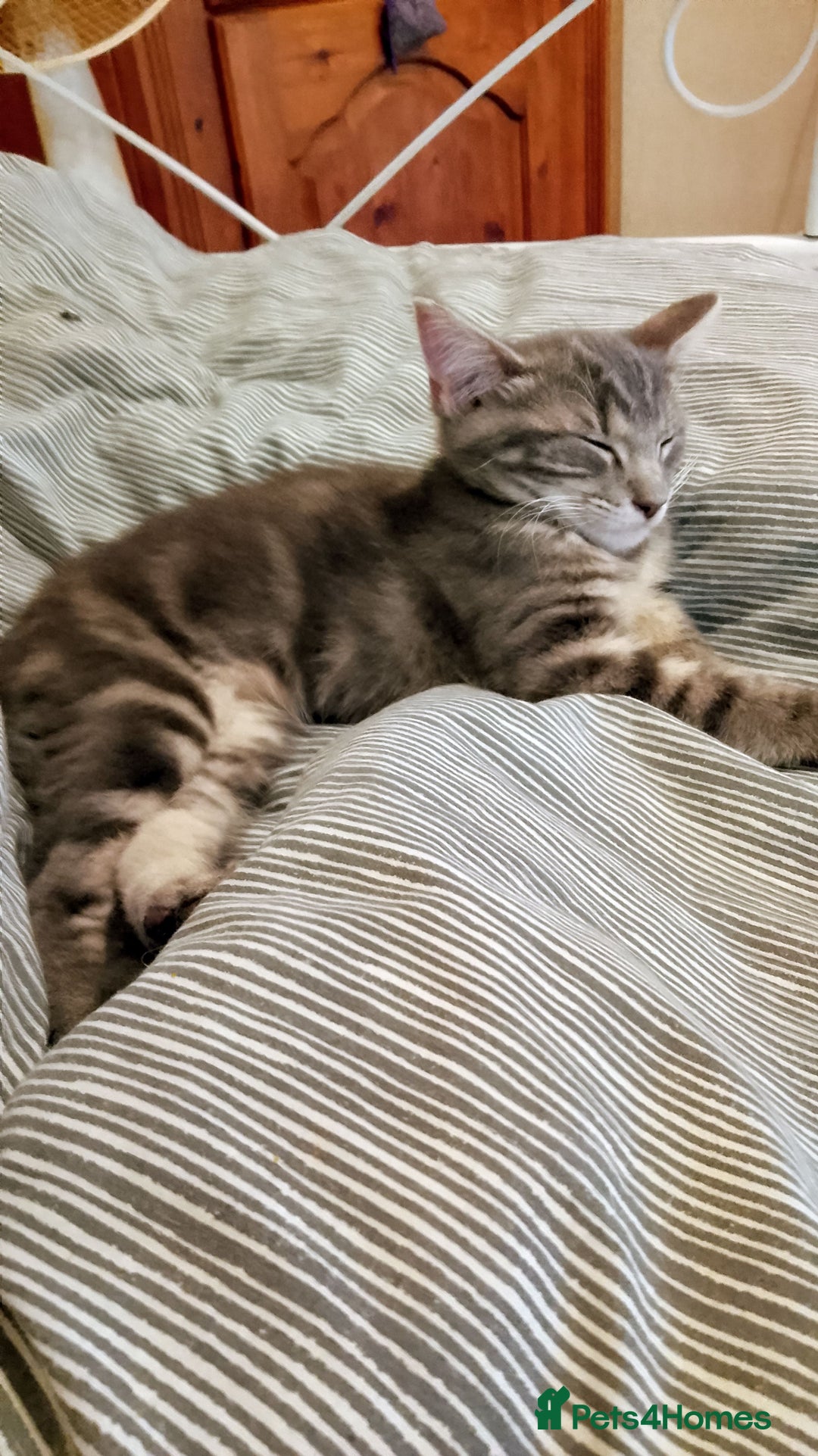 Mixed Breed cats for sale: Norwegian forest/black Bengal  - Image 4
