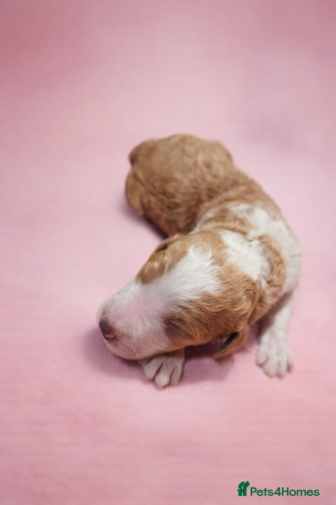 Standard Poodle dogs for sale: Exceptional Standard Poodle Puppies - Advert 1