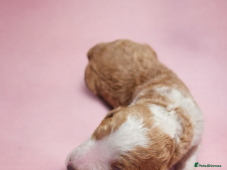 Standard Poodle dogs Exceptional Standard Poodle Puppies - Advert 2