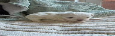 Maltese Puppy 3
