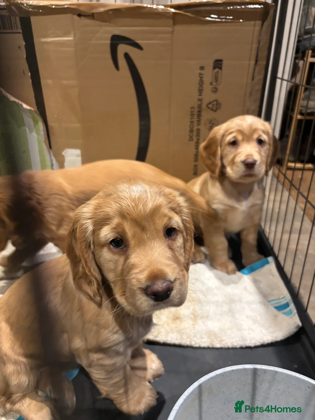 Cocker Spaniel dogs for sale: Working cocker spaniel pups - Advert 2