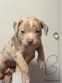 American Bully Puppy 2