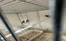 Finches birds for sale: Finches  - Image 11