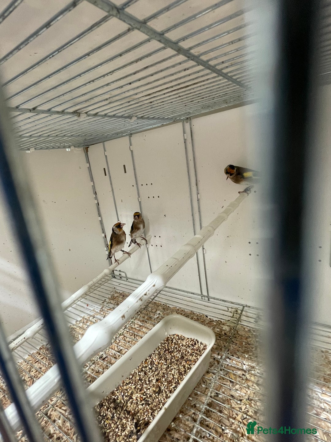 Finches birds for sale: Finches  - Image 11