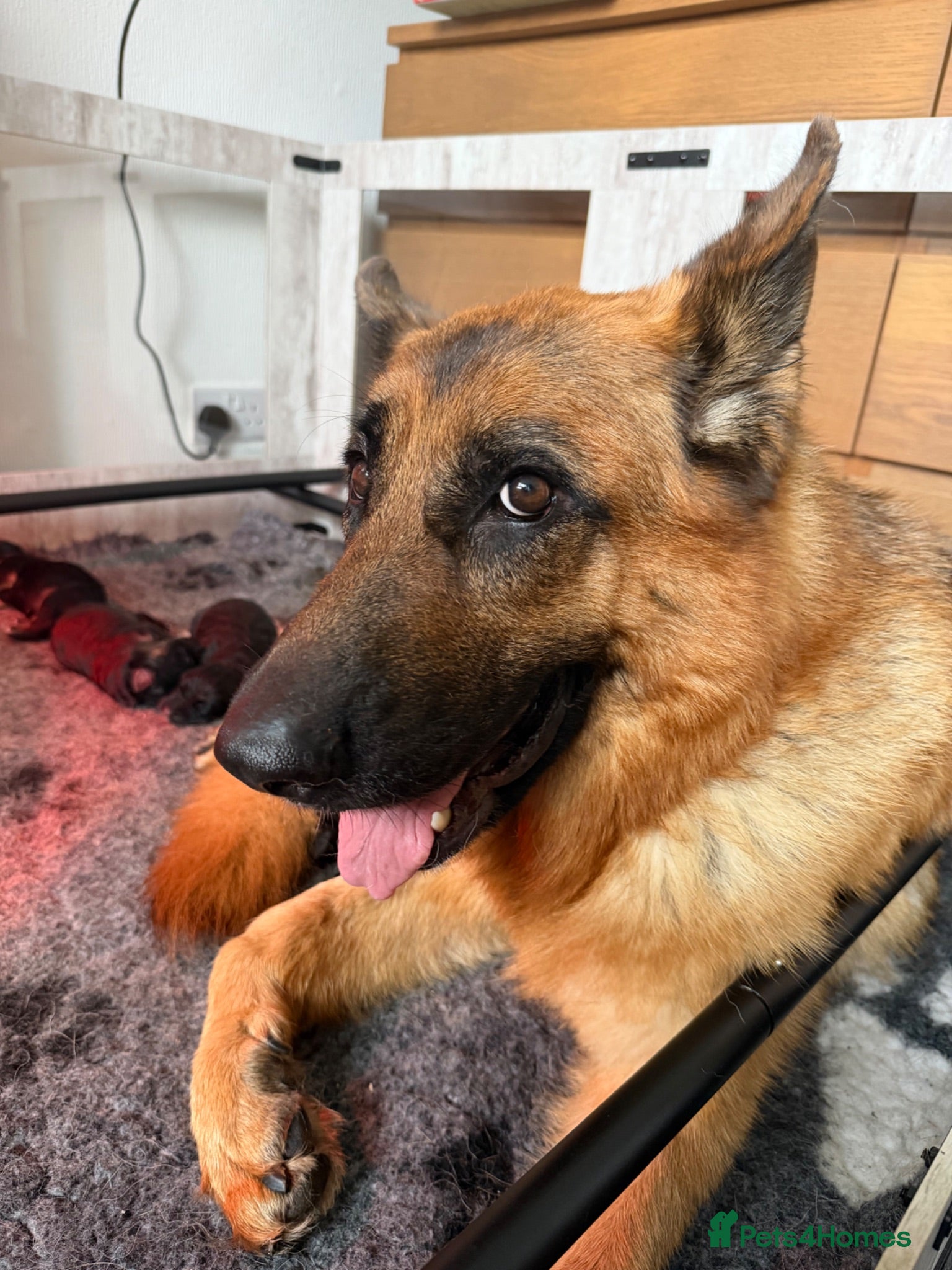 German Shepherd dogs German Shepherd Stunning Litter! - Advert 4