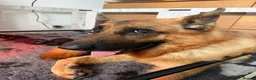 German Shepherd dogs for sale: German Shepherd Stunning Litter! - Advert 1