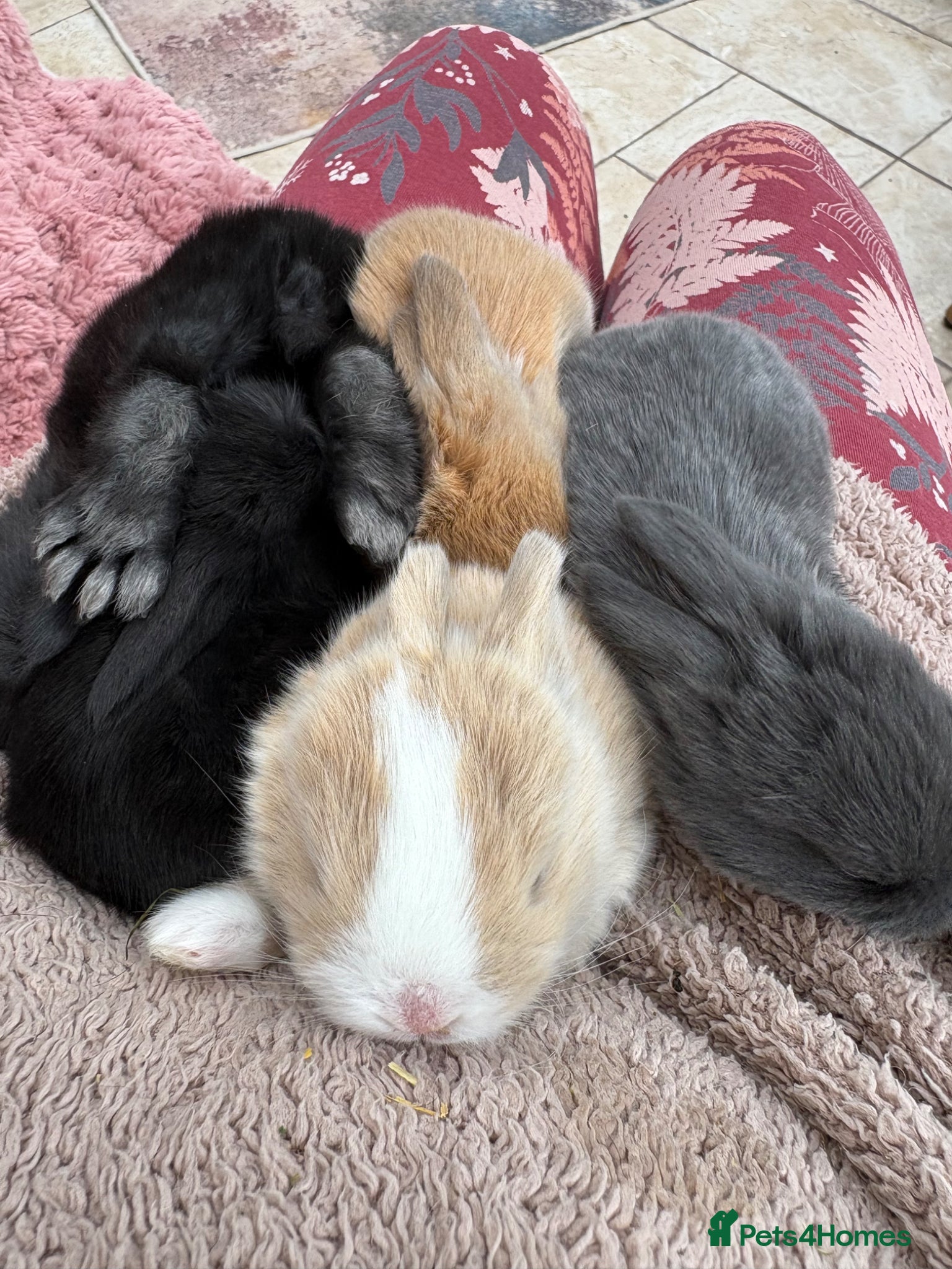 Mini Lop rabbits Raised indoors Mini lops/lion lops-vaccinated  - Advert 2
