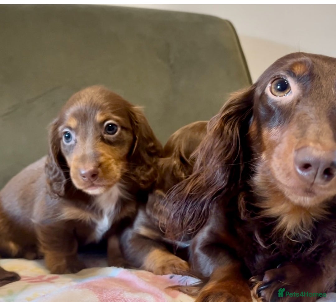Miniature Dachshund dogs for sale: KC reg PRA clear long hair mini dachshund puppies  in Maidstone - Image 17