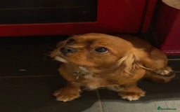 Cavalier King Charles Spaniel dogs for sale: Lovely CKC girl for sale 16 months old  - Image 2