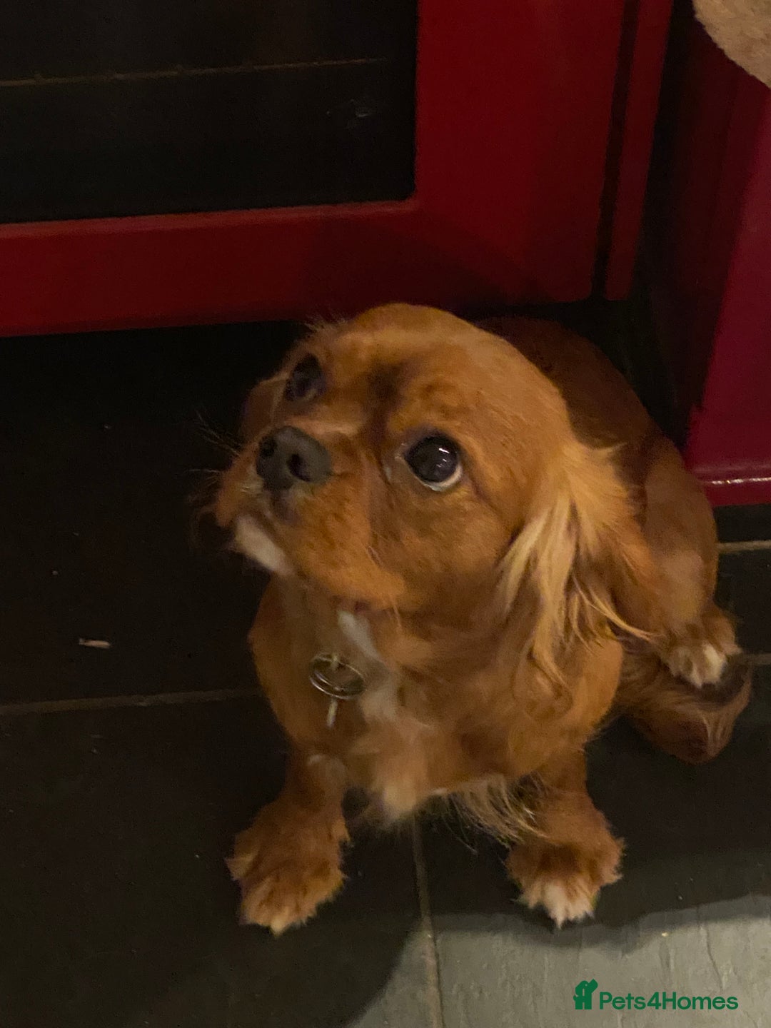 Cavalier King Charles Spaniel dogs for sale: Lovely CKC girl for sale 16 months old  - Image 2
