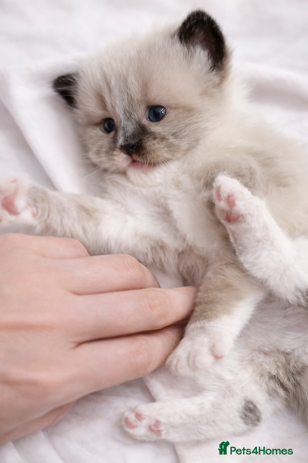 Ragdoll cats Microchipped Ragdoll Pedigree Kittens - Advert 3