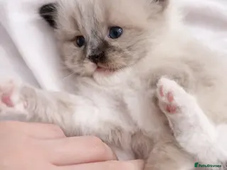 Ragdoll cats Microchipped Ragdoll Pedigree Kittens - Advert 4