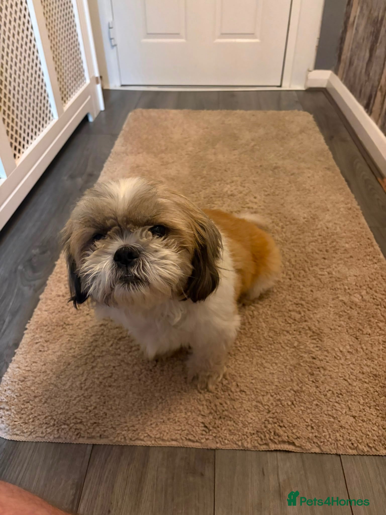 Shih Tzu dogs Shih tzu puppies for sale - Advert 2