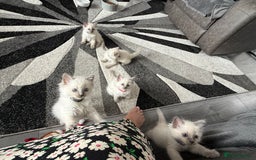 Ragdoll cats for sale: Stunning bluepoint Ragdoll kittens - Image 29